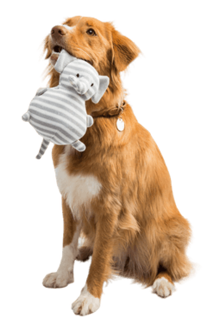 foto de um cachorro
