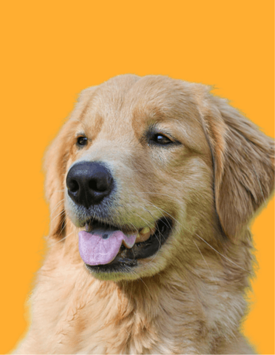 foto de um cachorro
