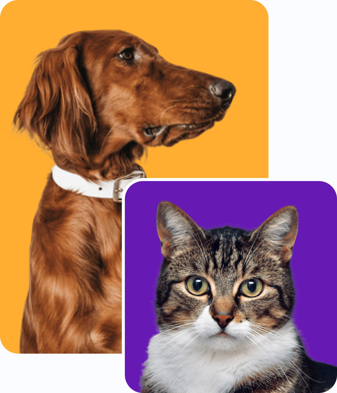 foto de um cachorro e um gato